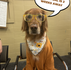 Cricket (our therapy dog) dressed up as a therapist