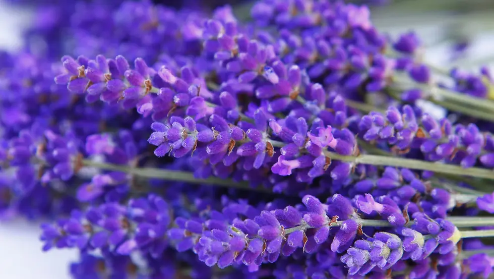 Thumbnail: Lovely Lavender - After Shower Body Oil