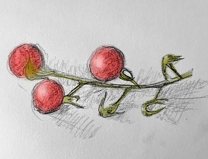 tomatoes 8x6