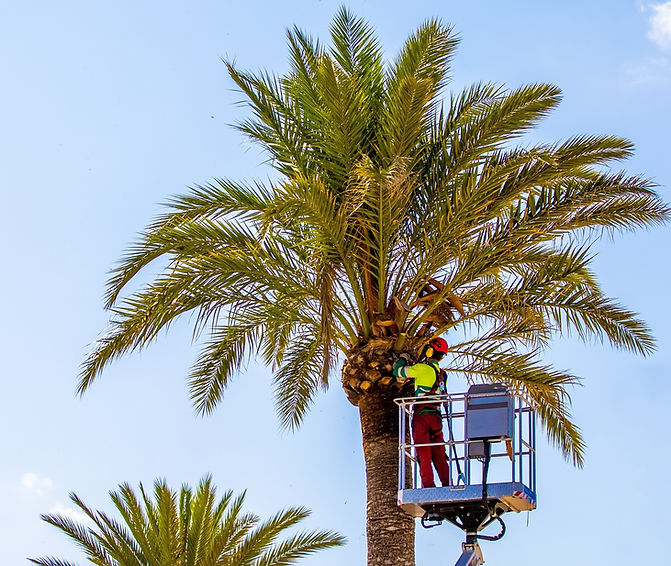 Worker trimming palm trees with lift equipment — professional tree service by Home & Beyond Services, Jensen Beach FL.