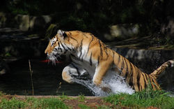 Tigre 26.jpg