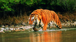 Tigre 28.jpg
