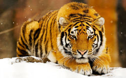 Tigre 02.jpg