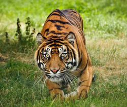 Tigre 18.jpg