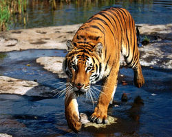 Tigre 05.jpg