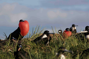 abrolhos fragatas (2).jpeg