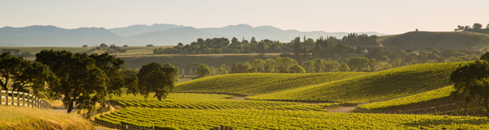 Los Olivos Country Side