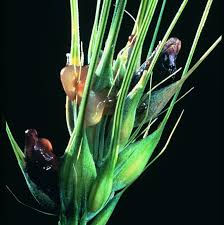 Ergot in Crops, Hayfields, and Pastures