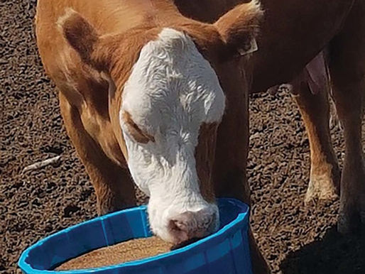 Molasses Based Products on Pasture