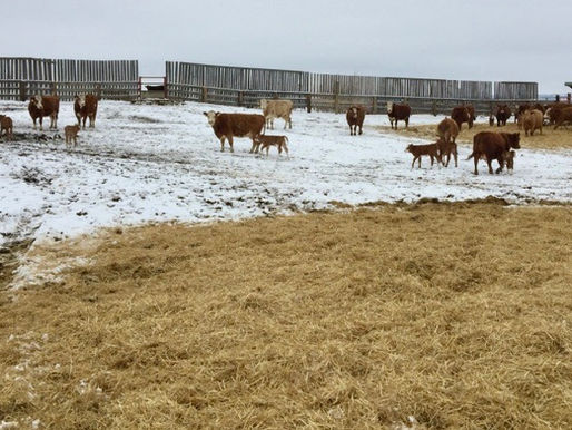 Benefits of Bedding Cattle