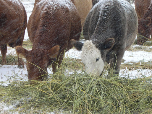 Feeding Cattle in Cold Temperatures