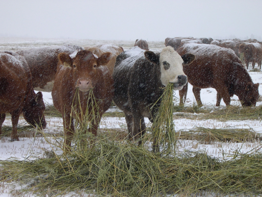 Warm or Cold, Adjust Feeding Programs According to the Weather