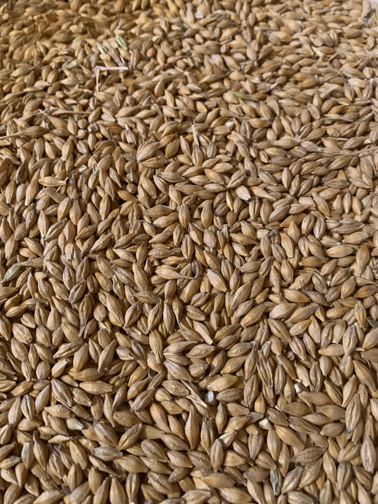 Comparing Oats and Barley for Cattle Rations