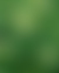 Poisonous Plants on Pasture