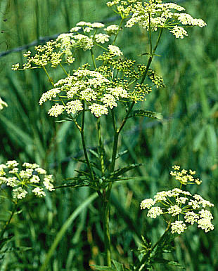 Poisonous Plants on Pasture