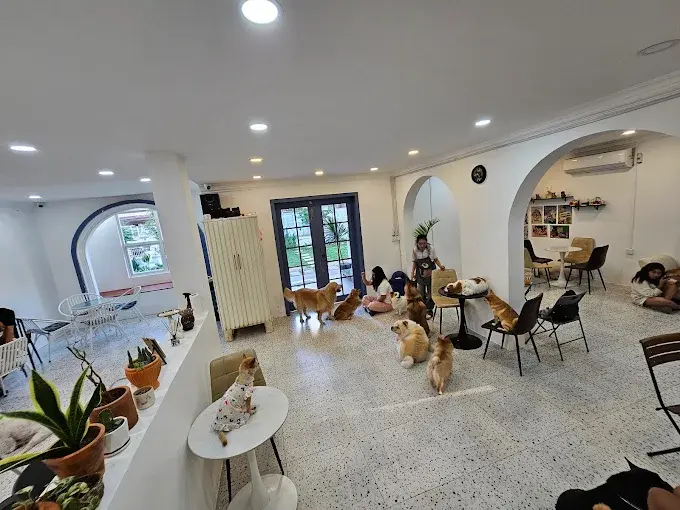 Doggo Cafe