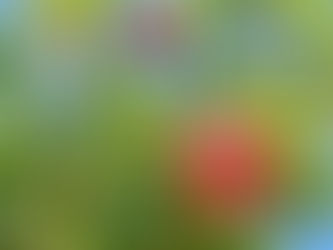 LA PLANTATION DES FRUITIERS ET PETITS FRUITIERS 