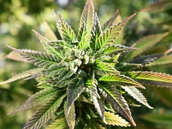 Marijuana decriminalization vote expected in House