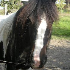 2023-10-14 foto's kudde (9).JPG