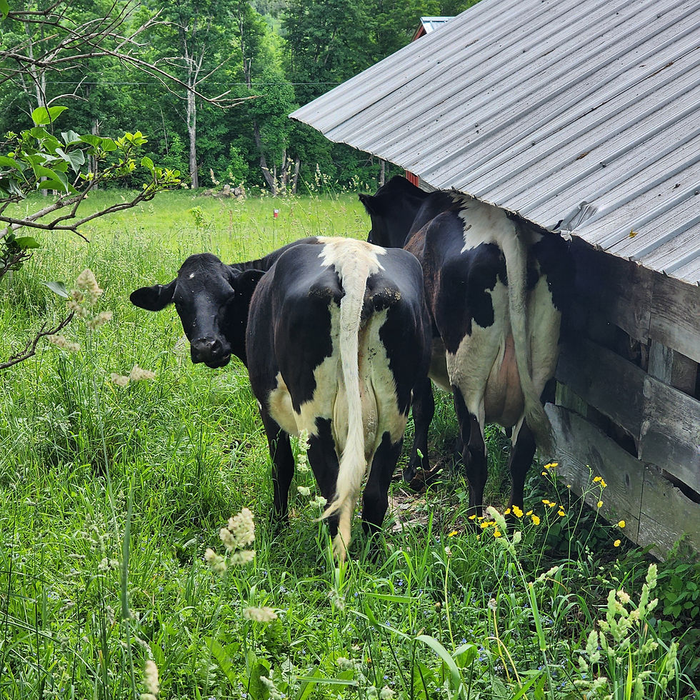 My girls turn grass into the most nourishing people food.