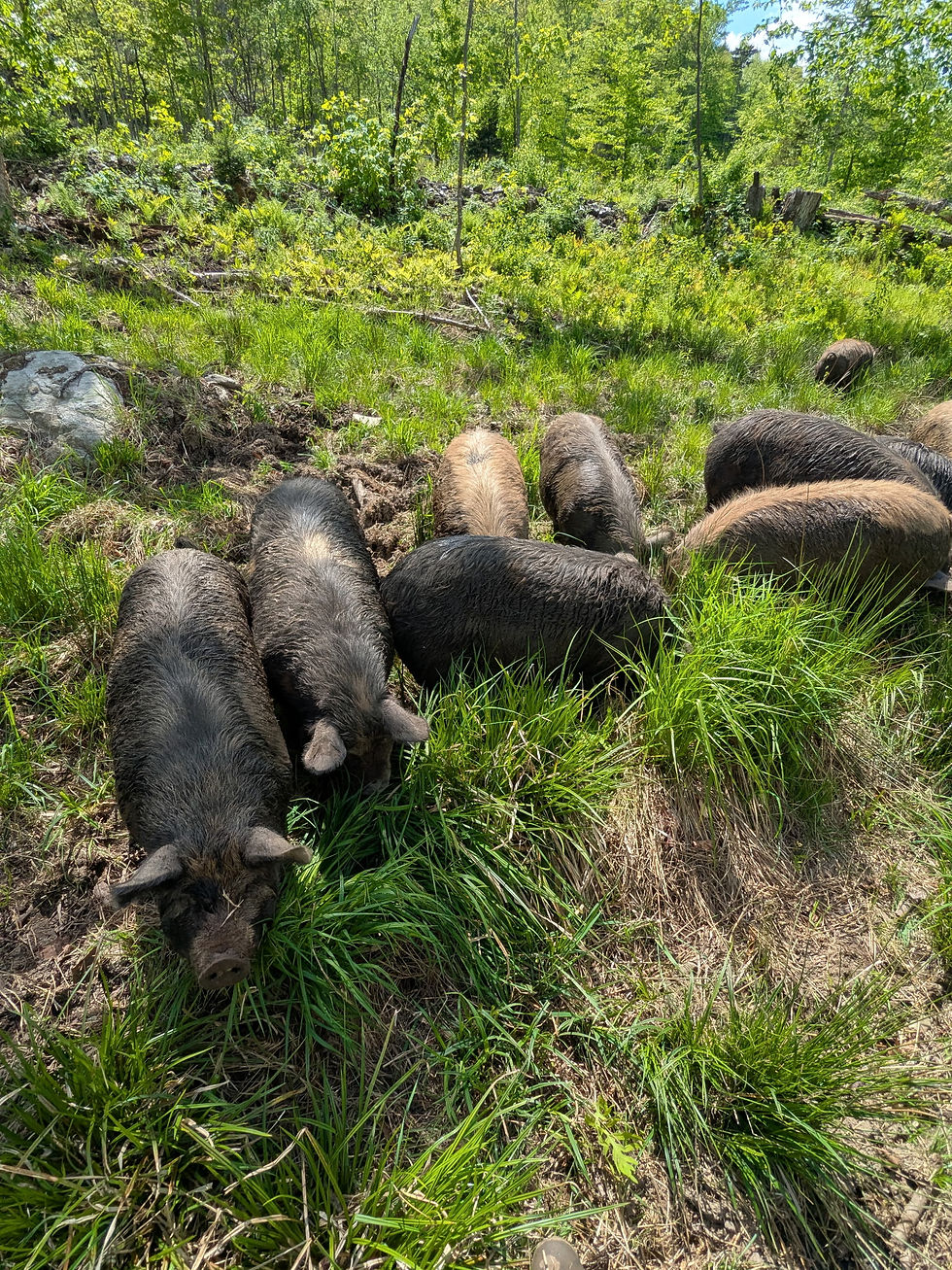 My pigs spend their time eating grass and absorbing sunshine.