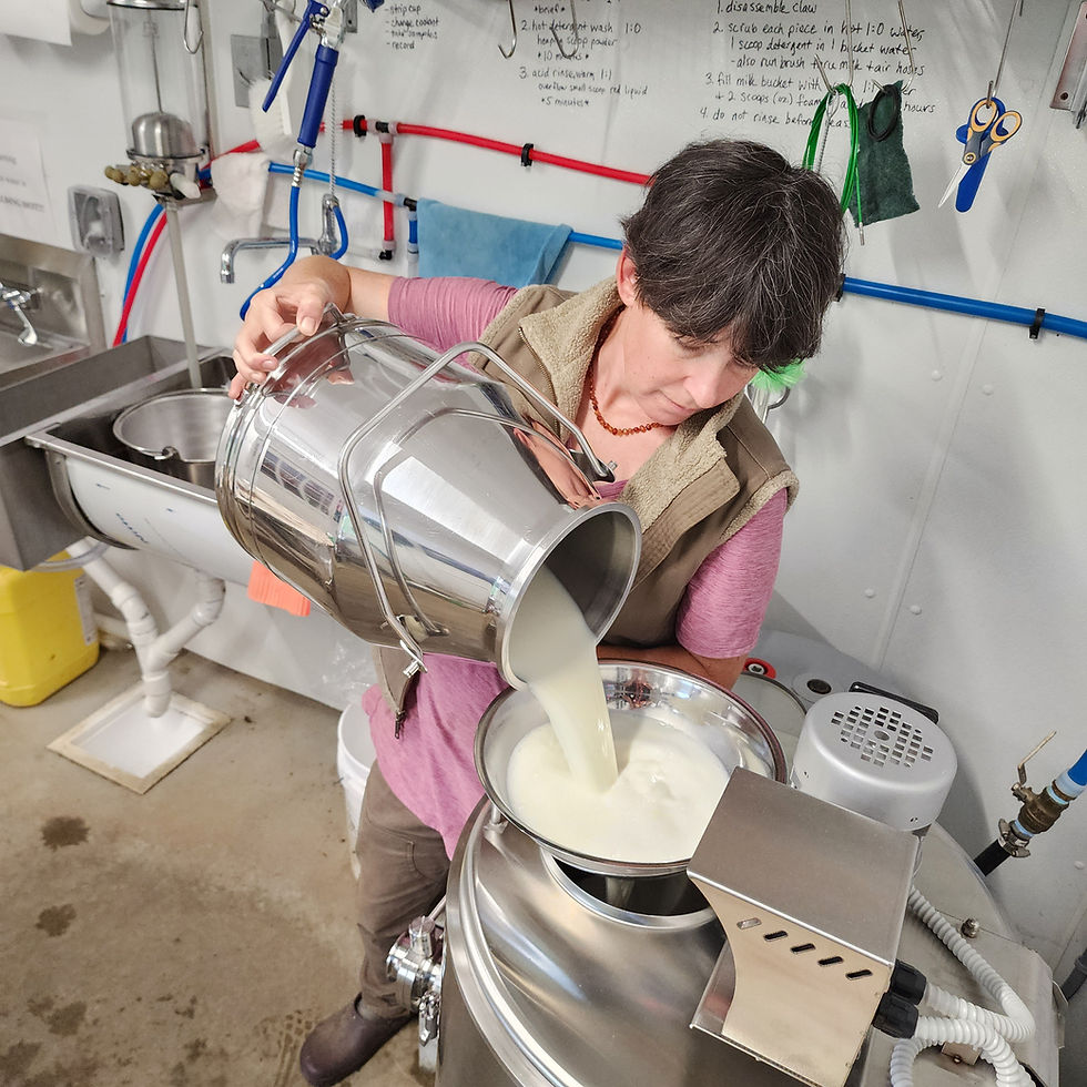 Pouring milk through a filter into the bulk tank.