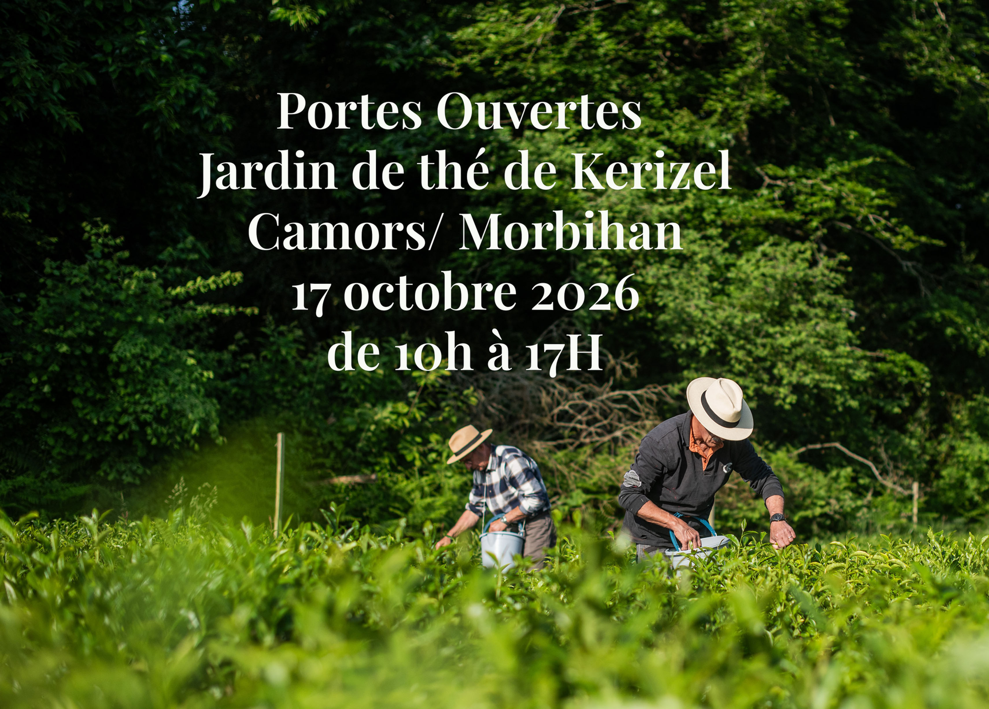 Portes ouvertes - Les thés de Kerizel 17 octobre