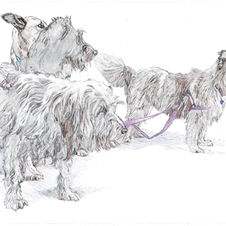 Four dogs coloured.jpeg
