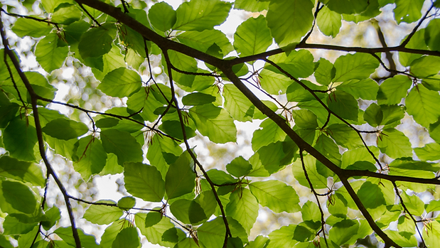 Leaves.png