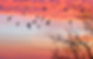 crows roosting in winter.jpg