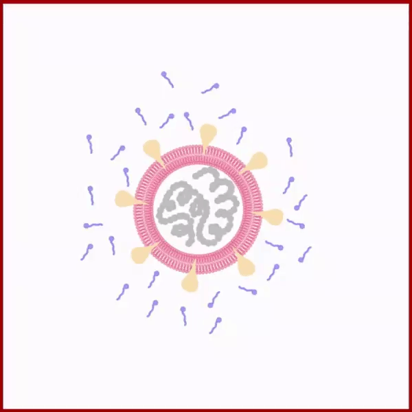 Soap forms micelles around the membrane lipids of coronavirus. They are also attracted to