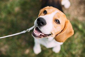 Beautiful Tricolor Puppy Of English Beag