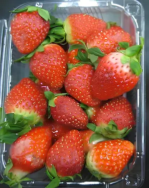 딸기 설향 무처리 실험 사진