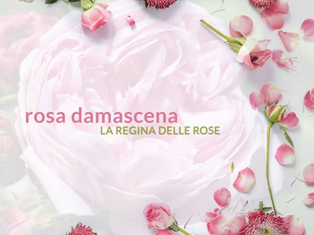 La Regina delle Rose