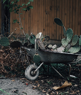 Limpieza Jardin