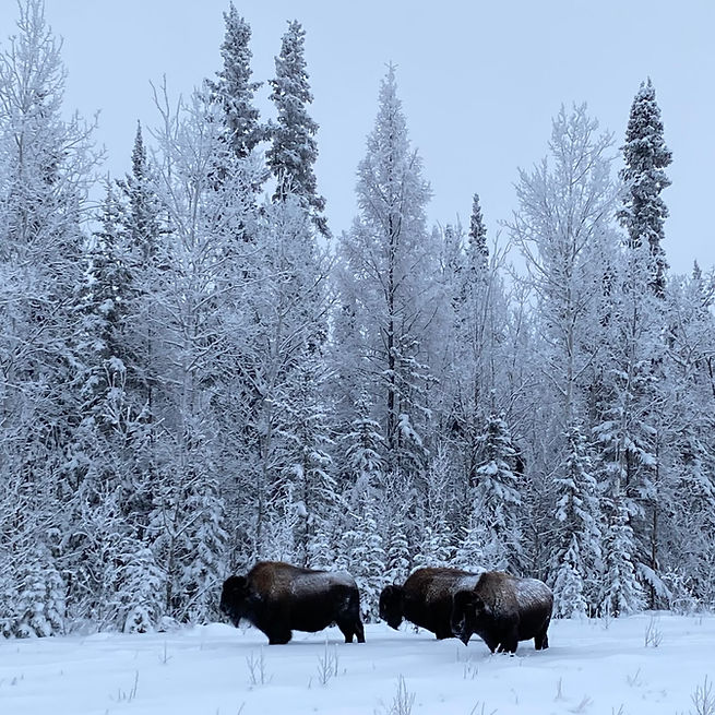 3 bison standing in front of snowy trees