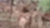 aoudad.webp