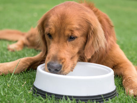 Hund Trink nicht aus einen Napf