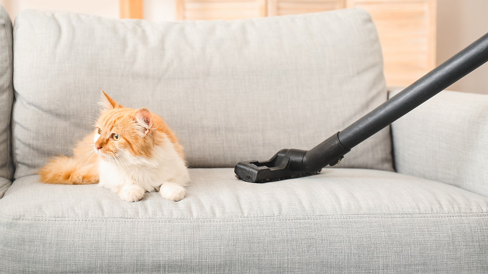 Rote Langhaarkatze liegt auf einem hellen Sofa, daneben eine Staubsaugerdüse.