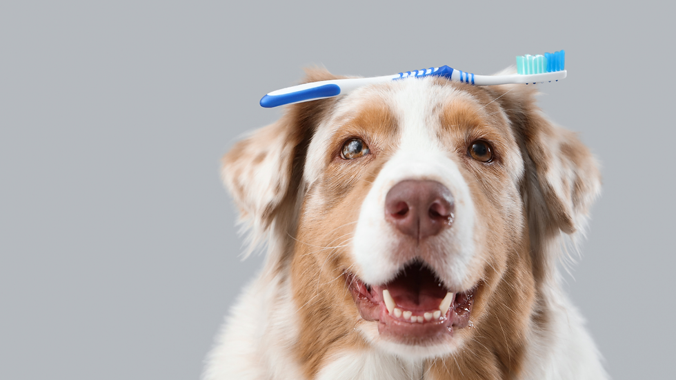 Fröhlicher Hund mit Zahnbürste auf dem Kopf – Symbolbild für Zahnpflege beim Hund mit Humor