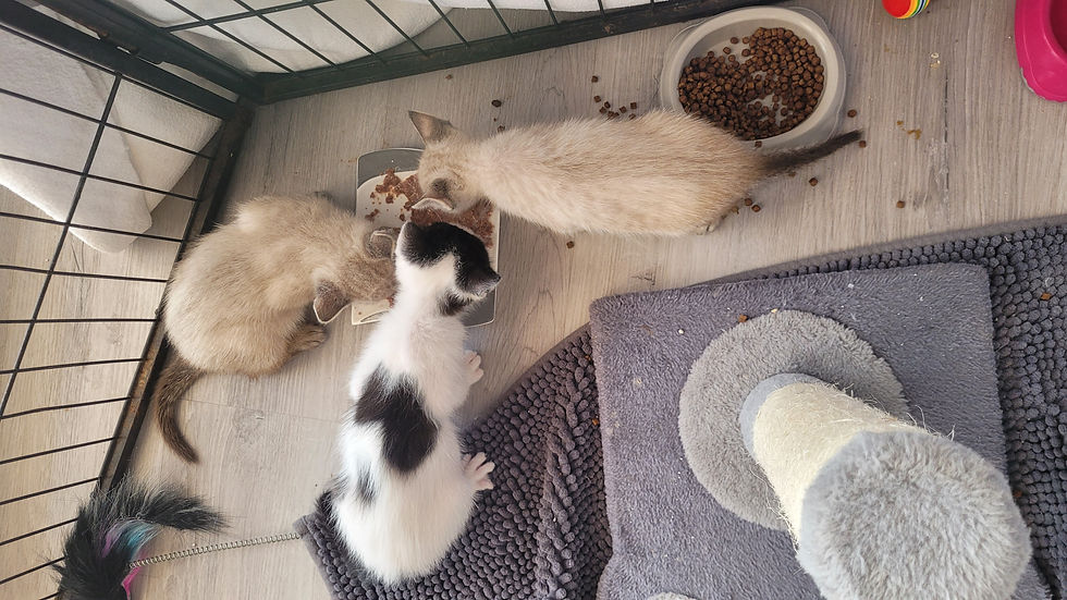 Leo,Holly und Stern bei fressen vom Teller