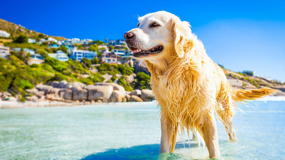 Ein Hund am Strand und genießt das Baden