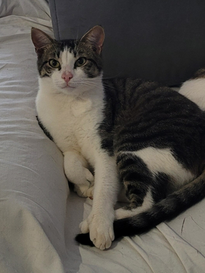 Weiß getigerter Kater sitz auf dem Sofa