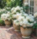 a weathered brick garden floor with large terrocata pots with white roses or white and gre