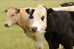 Adelaide Hills Cattle Vet