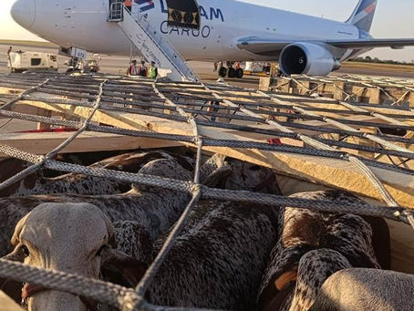 LATAM Cargo transporta mais de 100 bovinos entre Campinas (SP) e Quito, no Equador
