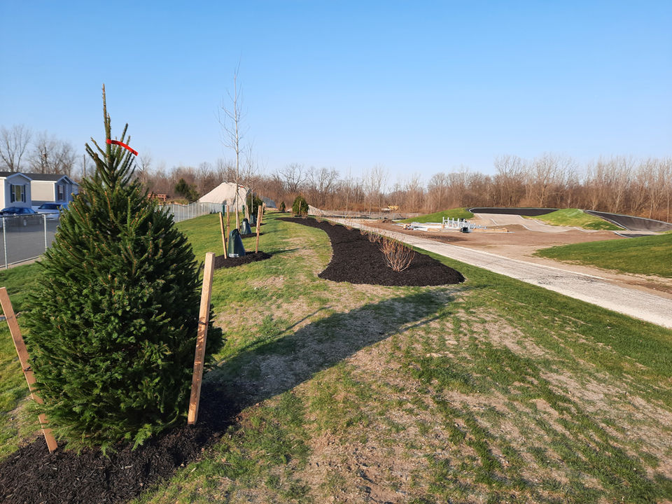 city street tree planting, municipal tree planting, park planting, evergreens, privacy screen, shade trees, non-evergreen privacy screen, 