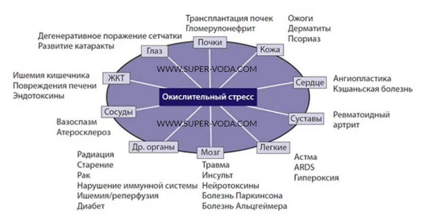 Влияние окисления на оранизм_+7(926) 954-4100_www.super-voda.com