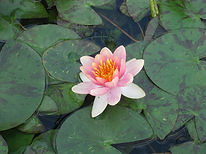 Lily Pads in pond Nymphaea Aurora