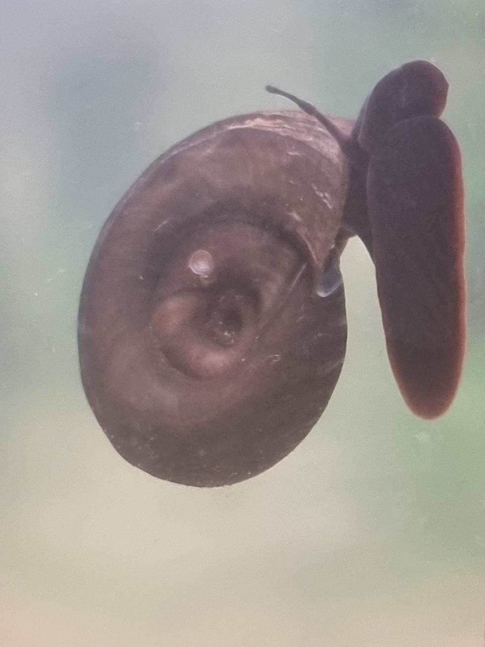 Thumbnail: Pond Snails - pack of 5